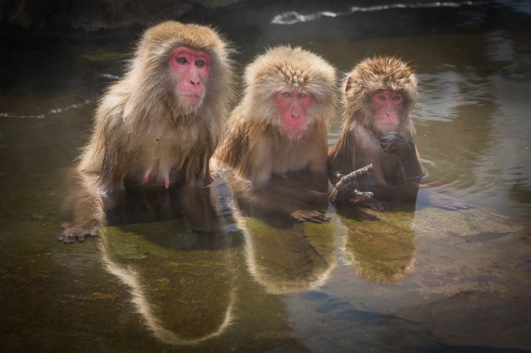 24 Jigokudani Snow Monkey Park.jpg